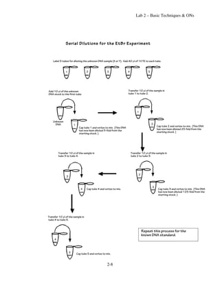 Lab 2 – Basic Techniques & ONs




               Serial Dilutions for the EtBr Experiment


    Label 5 tubes for diluting the unknown DNA sample (X or Y). Add 40 µl of 1X TE to each tube.


               1                    2                 3                 4                  5




Add 10 µl of the unknown                                                Transfer 10 µl of the sample in
DNA stock to the first tube.                                            tube 1 to tube 2.




                                                                                 1


    Unknown
      DNA               1                                                                      2
                                                                                                   Cap tube 2 and vortex to mix. (This DNA
                              Cap tube 1 and vortex to mix. (This DNA
                              has now been diluted 5-fold from the                                 has now been diluted 25-fold from the
                                                                                                   starting stock. )
                              starting stock. )




         Transfer 10 µl of the sample in                                    Transfer 10 µl of the sample in
         tube 3 to tube 4.                                                  tube 2 to tube 3.




                                                                                  2
                3


                                                                                               3
                               4    Cap tube 4 and vortex to mix.                                   Cap tube 3 and vortex to mix. (This DNA
                                                                                                    has now been diluted 125-fold from the
                                                                                                    starting stock. )




Transfer 10 µl of the sample in
tube 4 to tube 5.



                                                                                      Repeat this process for the
                                                                                      known DNA standard.
     4



                    5       Cap tube 5 and vortex to mix.


                                                      2-8
 