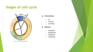 Stages of cell cycle
 