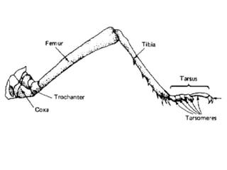 Thorax In Insects (C) Thorax &Wings. Of arthropods insects | PPT