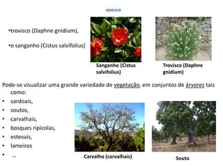Pode-se visualizar uma grande variedade de vegetação, em conjuntos de árvores tais
como:
• sardoais,
• soutos,
• carvalhais,
• bosques ripícolas,
• estevais,
• lameiros
• … Souto
•trovisco (Daphne gnidium),
•o sanganho (Cistus salvifolius)
Trovisco (Daphne
gnidium)
Sanganho (Cistus
salvifolius)
Carvalho (carvalhais)
 