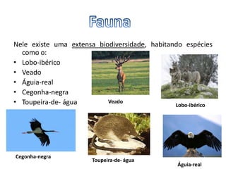 Nele existe uma extensa biodiversidade, habitando espécies
como o:
• Lobo-ibérico
• Veado
• Águia-real
• Cegonha-negra
• Toupeira-de- água Lobo-ibérico
Cegonha-negra
Toupeira-de- água
Águia-real
Veado
 