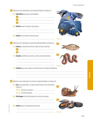 255
Ficha de avaliação 3
Avaliação
Observa com atenção a ave representada na figura 3.
6.1	 Identifica as penas assinaladas.
1 –
2 –
3 –
6.2	 Refere duas funções das penas.
6.3	 Indica a forma do corpo da ave.
Observa com atenção os animais representados na figura 4.
7.1	 Indica o revestimento de cada um dos animais.
A –
B –
7.2	 Explica a diferença entre os dois revestimentos.
7.3	 Explica por que razão o animal B sofre mudas periódicas.
Observa com atenção os animais representados na figura 5.
8.1	 Faz corresponder a cada revestimento um animal da
figura 5.
8.1.1	 Concha univalve
8.1.2	 Concha bivalve
8.2	 Distingue concha bivalve de concha univalve.
8.3	 Indica duas funções das conchas.
6
Figura 3
7 A
B
Figura 4
8
3
1
2
A
B
Figura 5
CTIC5CP
©
Porto
Editora
CTIC5CP_20153094_P241_274_3PCImg.indd 255 19/02/16 13:01
 