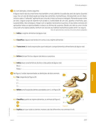 257
Ficha de avaliação 4
Avaliação
Lê, com atenção, o texto seguinte:
A águia-real é não só a mais forte mas também a mais valente e ousada das aves de rapina. Quando
caça, faz um voo de observação ao longo das vertentes montanhosas, introduzindo-se em riban-
ceiras e vales e “saltando” agilmente por cima de cristas rochosas e matagais. Planando quase rente
ao solo, a águia surge de repente num prado e, à velocidade de um raio, apanha a marmota, que,
surpreendida, não conseguiu chegar com a rapidez necessária à sua toca. O seu êxito consiste em
aproveitar todas as oportunidades e atacar as vítimas de surpresa. Desde um rato ou uma cria de
corço até uma raposa adulta, nenhum ser vivo do seu habitat montanhoso pode sentir-se seguro.
Aves de rapina diurnas e noturnas, Círculo de Leitores (adaptado)
5.1	 Indica o regime alimentar da águia-real.
5.2	 Classifica a águia-real tendo em conta o seu regime alimentar.
5.3	 Transcreve do texto expressões que traduzam comportamentos alimentares da águia-real.
5.4	 Refere de que forma a águia-real ataca a sua presa.
5.5	 Indica duas características do bico e das patas da águia-real.
Bico –
Patas –
Na figura 2 estão representadas as dentições de dois animais.
6.1	 Faz a legenda da figura 2B.
1 –
2 –
3 –
6.2	 Refereumafunçãodosdentesassinaladoscom1,nafigura2B.
6.3	 Classifica, quanto ao regime alimentar, os animais da figura 2.
A –
B –
6.4	 Explica por que razão os dentes molares são tão diferentes nos animais A e B.
5
6
A
B
Figura 2
1
3
2
CTIC5CP-17
CTIC5CP
©
Porto
Editora
CTIC5CP_20153094_P241_274_3PCImg.indd 257 19/02/16 13:01
 