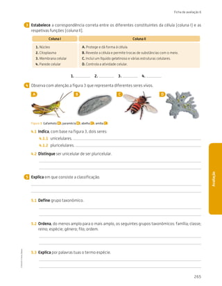 265
Ficha de avaliação 6
Avaliação
Estabelece a correspondência correta entre os diferentes constituintes da célula (coluna I) e as
respetivas funções (coluna II).
Coluna I Coluna II
1. Núcleo
2. Citoplasma
3. Membrana celular
4. Parede celular
A. Protege e dá forma à célula.
B. 
Reveste a célula e permite trocas de substâncias com o meio.
C. 
Inclui um líquido gelatinoso e várias estruturas celulares.
D. 
Controla a atividade celular.
1.  2.  3.  4.
Observa com atenção a figura 3 que representa diferentes seres vivos.
A B C D
Figura 3 Gafanhoto A ; paramécia B ; abelha C ; amiba C .
4.1	 Indica, com base na figura 3, dois seres:
4.1.1	 unicelulares.
4.1.2	 pluricelulares.
4.2	 Distingue ser unicelular de ser pluricelular.
Explica em que consiste a classificação.
5.1	 Define grupo taxonómico.
5.2	 Ordena, do menos amplo para o mais amplo, os seguintes grupos taxonómicos: família; classe;
reino; espécie; género; filo; ordem.
5.3	 Explica por palavras tuas o termo espécie.
3
4
5
CTIC5CP
©
Porto
Editora
CTIC5CP_20153094_P241_274_3PCImg.indd 265 19/02/16 13:01
 