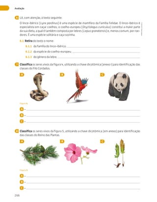 266
Avaliação
Lê, com atenção, o texto seguinte:
O lince-ibérico (Lynx pardinus) é uma espécie de mamífero da Família Felidae. O lince-ibérico é
especialista em caçar coelhos; o coelho-europeu (Oryctolagus cuniculus) constitui a maior parte
da sua dieta, a qual é também composta por lebres (Lepus granatensis) e, menos comum, por roe-
dores. É uma espécie solitária e caça sozinha.
6.1	 Retira do texto o nome:
6.1.1	 da família do lince-ibérico.
6.1.2	 da espécie do coelho-europeu.
6.1.3	 do género da lebre.
Classifica os seres vivos da figura 4, utilizando a chave dicotómica (anexo I) para identificação das
classes do Filo Cordados.
A B C
Figura 4
A –
B –
C –
Classifica os seres vivos da figura 5, utilizando a chave dicotómica (em anexo) para identificação
das classes do Reino das Plantas.
A B C
Figura 5
A –
B –
C –
6
7
8
CTIC5CP
©
Porto
Editora
CTIC5CP_20153094_P241_274_3PCImg.indd 266 19/02/16 13:01
 