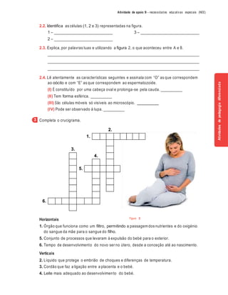 Figura 3
Atividade de apoio 9 – necessidades educativas especiais (NEE)
2.2. Identifica as células (1, 2 e 3) representadas na figura.
1 –
2 –
3 –
2.3. Explica, por palavras tuas e utilizando a figura 2, o que aconteceu entre A e B.
2.4. Lê atentamente as características seguintes e assinala com “O” as que correspondem
ao oócito e com “E” as que correspondem ao espermatozoide.
(I) É constituído por uma cabeça oval e prolonga-se pela cauda.
(II) Tem forma esférica.
(III) São células móveis só visíveis ao microscópio.
(IV) Pode ser observado à lupa.
Completa o crucigrama.
2.
1.
3.
4.
5.
6.
Horizontais
1. Órgão que funciona como um filtro, permitindo a passagem dos nutrientes e do oxigénio
do sangue da mãe para o sangue do filho.
5. Conjunto de processos que levaram à expulsão do bebé para o exterior.
6. Tempo de desenvolvimento do novo ser no útero, desde a conceção até ao nascimento.
Verticais
2. Líquido que protege o embrião de choques e diferenças de temperatura.
3. Cordão que faz a ligação entre a placenta e o bebé.
4. Leite mais adequado ao desenvolvimento do bebé.
3
Atividadesdepedagogiadiferenciada
 