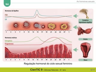 ctic9 N4 As hormonas sexuais.pptx