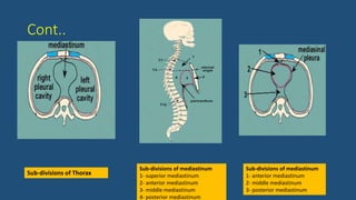 Cont..
Sub-divisions of Thorax
Sub-divisions of mediastinum
1- superior mediastinum
2- anterior mediastinum
3- middle mediastinum
4- posterior mediastinum
Sub-divisions of mediastinum
1- anterior mediastinum
2- middle mediastinum
3- posterior mediastinum
 