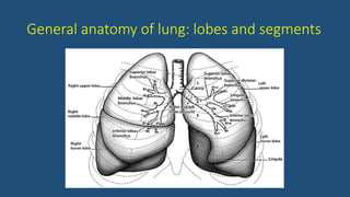 General anatomy of lung: lobes and segments
 