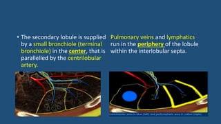 • The secondary lobule is supplied
by a small bronchiole (terminal
bronchiole) in the center, that is
parallelled by the centrilobular
artery.
Pulmonary veins and lymphatics
run in the periphery of the lobule
within the interlobular septa.
 