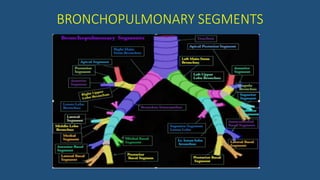 BRONCHOPULMONARY SEGMENTS
 