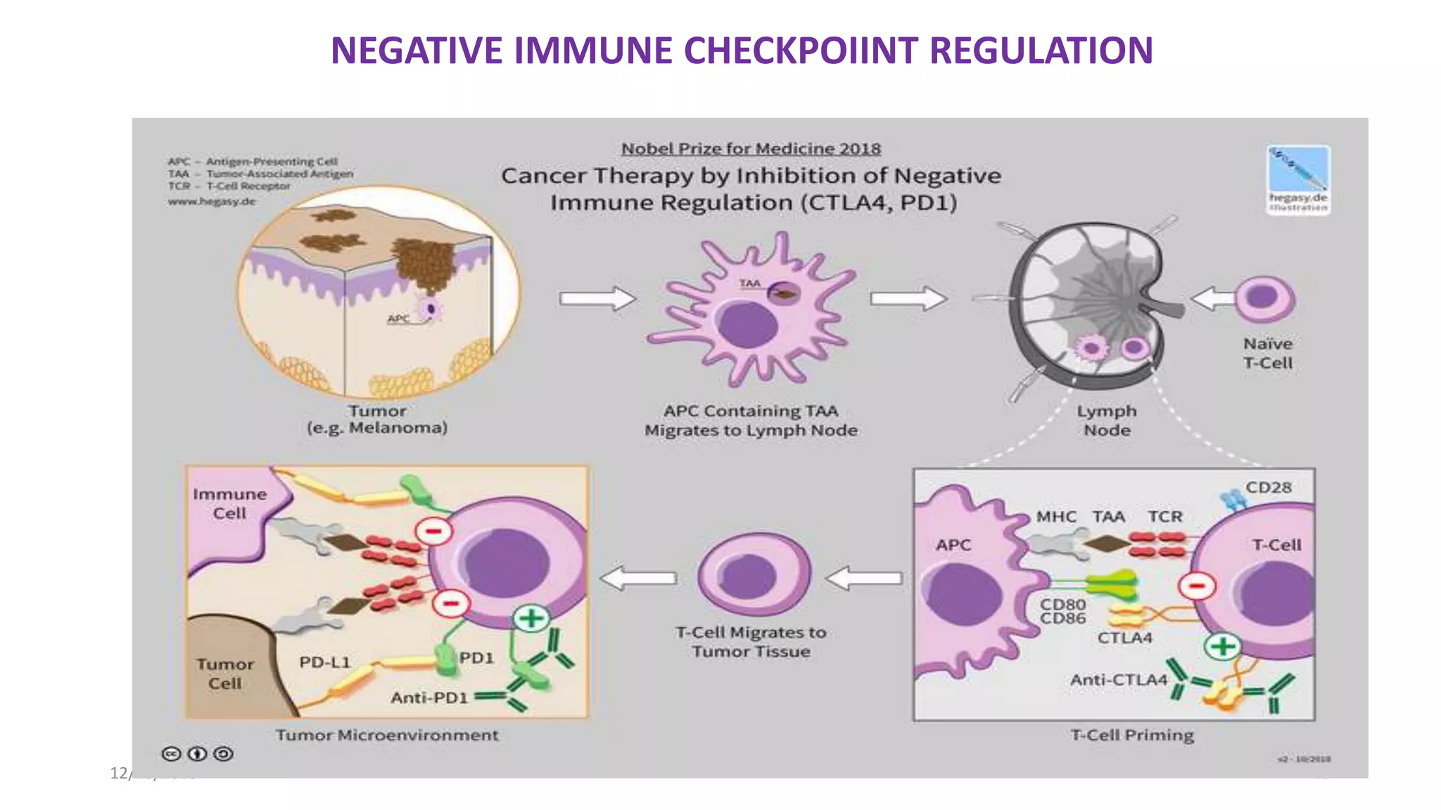 12/26/2018 13
NEGATIVE IMMUNE CHECKPOIINT REGULATION
 