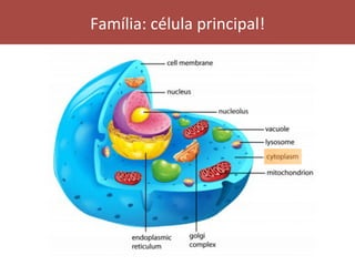 Família:	célula	principal!	
 
