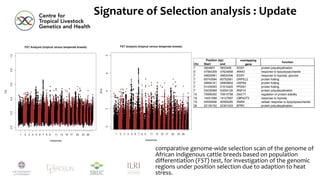comparative genome-wide selection scan of the genome of
African indigenous cattle breeds based on population
differentiation (FST) test, for investigation of the genomic
regions under position selection due to adaption to heat
stress.
Signature of Selection analysis : Update
Chr Start end
1 3824601 3833406 SOD1 protein polyubiquitination
5 47564309 47624668 IRAK3 response to lipopolysaccharide
7 49825961 49830306 EGR1 response to hypoxia, glucose
7 60743594 60752561 GRPEL2 protein folding
7 49894161 49909804 HSPA9 protein folding
7 51435093 51510425 PFDN1 protein folding
7 53035569 53054126 RNF14 protein polyubiquitination
10 70906350 70915756 DACT1 regulation of protein stability
18 14051588 14127897 CBFA2T3 response to hypoxia
19 40559946 40595285 RARA cellular response to lipopolysaccharide
26 22130152 22301533 BTRC protein polyubiquitination
Position (bp) overlapping
gene
function
 