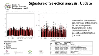 African cattle genomic reference resource, SNP assays, and signatures of selection