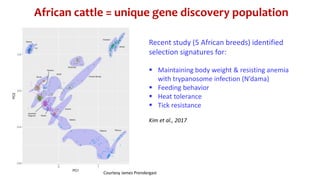 CTLGH tropical dairy genomics programme 