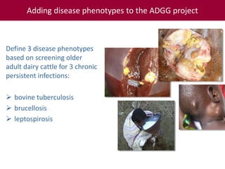 Tropical dairy genomics 