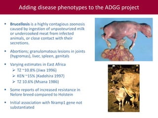 Tropical dairy genomics 