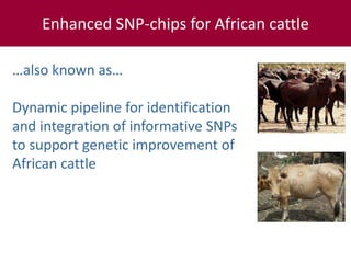 Tropical dairy genomics 