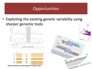 Challenges and opportunities for improved tropical dairy productivity and resilience 