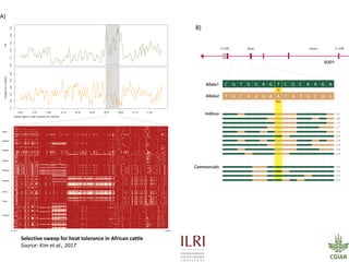 Challenges and opportunities for improved tropical dairy productivity and resilience 
