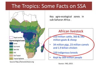 Challenges and opportunities for improved tropical dairy productivity and resilience 