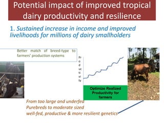 Challenges and opportunities for improved tropical dairy productivity and resilience 