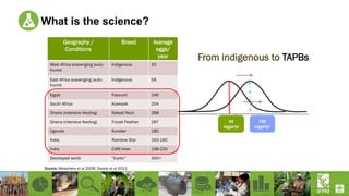 What is the science?
Source: Mwacharo et al 2008; Dessie et al 2011
45
eggs/yr
180
eggs/yr
From indigenous to TAPBs
Geography /
Conditions
Breed Average
eggs/
year
West Africa scavenging (sub)-
humid
Indigenous 33
East Africa scavenging (sub)-
humid
Indigenous 58
Egypt Fayoumi 146
South Africa Koekoek 204
Ghana (intensive feeding) Naked Neck 288
Ghana (intensive feeding) Frizzle Feather 287
Uganda Kuroiler 180
India Rainbow Star 160-180
India CARI lines 198-220
Developed world “Exotic” 300+
 