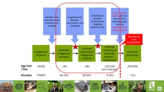 Give up other
farming for full-
time poultry;
intensive grain
feeding
competes with
cheap imports
Mortality:
Egg Yield
/Year:
Indigenous
chickens
40-50
70-80%
Selected
indigenous
chickens
~80
Artificial
hatching of
indigenous
chickens
~80
Intensive
production
250-300
Identify most
productive local
ecotypes and
multiply
Supplemental
feeding,
vaccination, and
brooding
50-70% 10-20% <5%
Artificial
hatching of
tropically
adapted /
crossbreds
120-150
(semi-intensive)
5-10%
Smallholder
adoption
productive of
tropically
adapted birds
Too risky for
many
Smallholders?
 