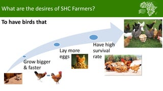 What are the desires of SHC Farmers?
Grow bigger
& faster
Lay more
eggs
Have high
survival
rate
To have birds that
 