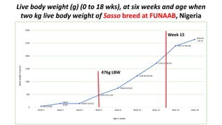 Live body weight (g) (0 to 18 wks), at six weeks and age when
two kg live body weight of Sasso breed at FUNAAB, Nigeria
39.1 (9.38)
148.87
(9.84)
148.87 (10.31)
476.51 (11.33)
748.06 (10.93)
1226.98 (29.04)
1716.24 (30.55)
2397.37 (29.40)
2644.06
(30.35
0
500
1000
1500
2000
2500
3000
Week 0 Week 2 Week 4 Week 6 Week 8 Week 10 Week 12 Week 16 Week 18
Bodyweightingrams
Age in weeks
Week 15
476g LBW
 