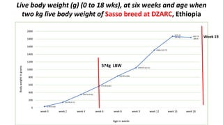 Live body weight (g) (0 to 18 wks), at six weeks and age when
two kg live body weight of Sasso breed at DZARC, Ethiopia
32.99 (4.63)
144.78 (4.71)
349.24 (4.82)
574.09 (4.81)
830.95 (4.86)
1048.93 (22.51)
1508.2 (25.77)
1870.46
(45.43)
1837.75
(69.4)
0
200
400
600
800
1000
1200
1400
1600
1800
2000
week 0 week 2 week 4 week 6 week 8 week 9 week 12 week 16 week 18
Bodyweightingrams
Age in weeks
574g LBW
Week 19
 