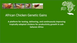 African Chicken Genetic Gains
A platform for testing, delivering, and continuously improving
tropically-adapted chickens for productivity growth in sub-
Saharan Africa
 