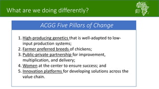 What are we doing differently?
ACGG Five Pillars of Change
1. High-producing genetics that is well-adapted to low-
input production systems;
2. Farmer preferred breeds of chickens;
3. Public-private partnership for improvement,
multiplication, and delivery;
4. Women at the center to ensure success; and
5. Innovation platforms for developing solutions across the
value chain.
 