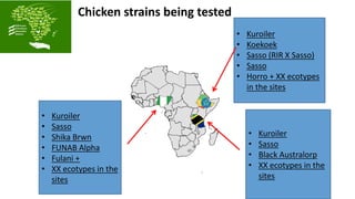 Challenges and opportunities for improved tropical poultry productivity and resilience