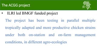 Challenges and opportunities for improved tropical poultry productivity and resilience