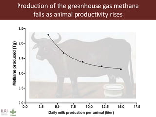 Production of the greenhouse gas methane
falls as animal productivity rises
 