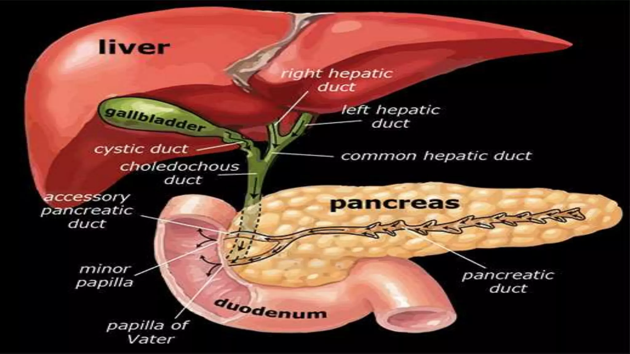 Liver segments Radiopaedia.com1