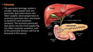 • The pancreatic drainage system is
variable. Many people have one
pancreatic duct which drains into
Vater's papilla. Some people have an
accessory pancreatic duct, also known
as Santorini’s duct (anatomic
variation). The accessory pancreatic
duct drains into the minor papilla (fig.
15). Other anatomic variations, such
as the pancreatic divisum, will not be
discussed in this course.
 