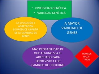 • DIVERSIDAD GENÉTICA.
              • VARIEDAD GENÉTICA


   LA EVOLUCIÓN Y               A MAYOR
    ADAPTACIÓN
SE PRODUCE A PARTIR            VARIEDAD DE
 DE LA VARIEDAD DE                GENES
        GENES



             MAS PROBABILIDAD DE
              QUE ALGUNO SEA EL          TRANSGÉ
               ADECUADO PARA              NICOS.
                                          TRIGO
               SOBREVIVIR A LOS
             CAMBIOS DEL ENTORNO
 