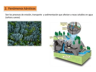 2. Fenómenos kársticos
Son los procesos de erosión, transporte y sedimentación que afectan a rocas solubles en agua
(calizas y yesos)
 
