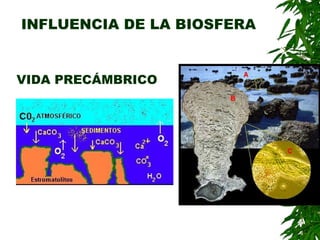 INFLUENCIA DE LA BIOSFERA


VIDA PRECÁMBRICO
 
