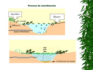 Proceso de eutrofización
 