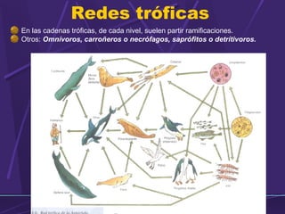 Redes tróficas 
En las cadenas tróficas, de cada nivel, suelen partir ramificaciones. 
Otros: Omnívoros, carroñeros o necrófagos, saprófitos o detrítivoros. 
 
