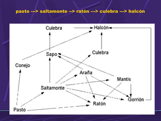 pasto ---> saltamonte --> ratón ---> culebra ---> halcón 
 