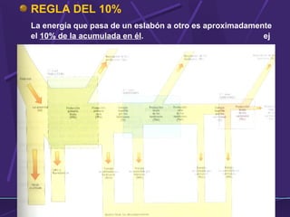 REGLA DEL 10% 
La energía que pasa de un eslabón a otro es aproximadamente 
el 10% de la acumulada en él. ej 
 