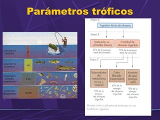 Parámetros tróficos 
 