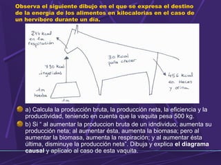 Observa el siguiente dibujo en el que se expresa el destino 
de la energía de los alimentos en kilocalorias en el caso de 
un hervíboro durante un día. 
a) Calcula la producción bruta, la producción neta, la eficiencia y la 
productividad, teniendo en cuenta que la vaquita pesa 500 kg. 
b) Si “ al aumentar la produccion bruta de un idndividuo, aumenta su 
producción neta; al aumentar ésta, aumenta la biomasa; pero al 
aumentar la biomasa, aumenta la respiración; y al aumentar ésta 
última, disminuye la producción neta”. Dibuja y explica el diagrama 
causal y aplícalo al caso de esta vaquita. 
 