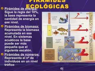PIRAMIDES 
ECOLÓGICAS Pirámides de energía: 
Sigue la regla del 10%, 
la base representa la 
cantidad de energía en 
ese nivel. 
Pirámides de biomasa: 
Representa la biomasa 
acumulada en ese 
nivel. En sistemas 
acuáticos la base 
puede ser más 
pequeña que el 
siguiente escalón. 
Pirámides de números: 
Representa el nº de 
individuos en un nivel 
trófico 
ej 
 