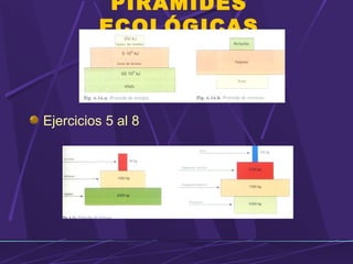 PIRAMIDES 
ECOLÓGICAS 
Ejercicios 5 al 8 
 